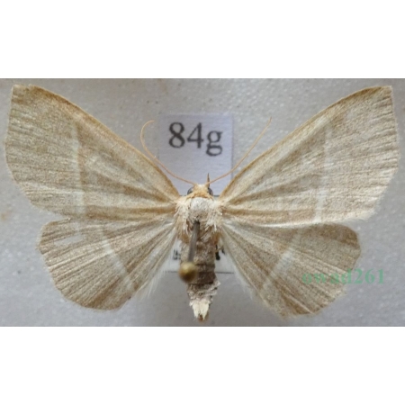 Trisateles emortualis (Denis & Schiffermüller, 1775) Pomiarka zmarlica Czech84g